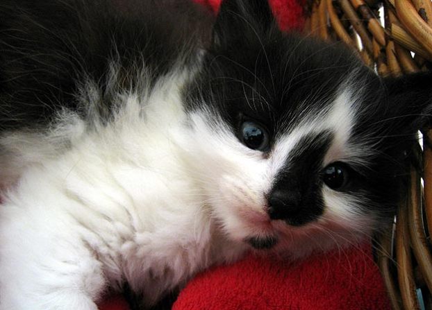 A Ball of Fluff: Submitted by Julie A. "We regularly ... A Ball of Fluff: Submitted by Julie A. "We regularly ...